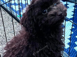 Chocolate toy poodle