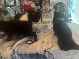 3 lovely kittens