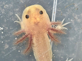 Axolotl babies