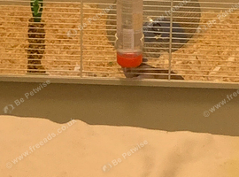 Harry the Hamster