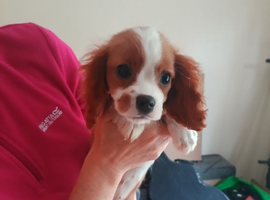 King Charles Spaniels. Very rare markings!!!.