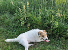 11 month old parson jack Russell