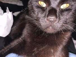3yr old Cat looking for a loving home in london
