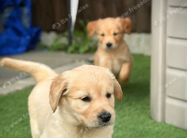 Kc golden retriever puppies