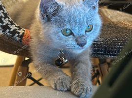 British Shorthair Kitten