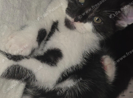 Lovely kittens