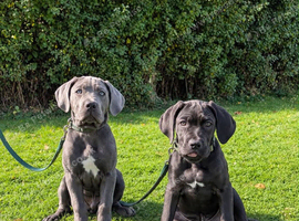 Black Cane corso pup