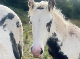 6 month old filly