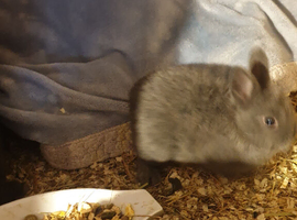 Netherland darf babies from my show lines
