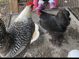 Lay hens and coop
