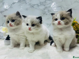 Ragdoll kittens - Ready now