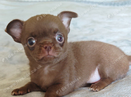 Tiny milk Chocolate smooth coat Chihuahua Girl