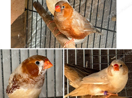 Zebra Finches