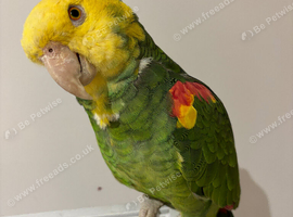 Tame Amazon yellow headed super talkative