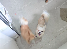 Long hair chihuahua for sale