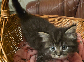 Fluffy Long Haired Mixed Breed Kittens - RESERVE