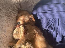 9 week old puppy needs rehoming