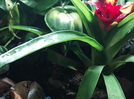 Wanted, female azureas dart frogs.