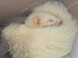 2 male ferrets