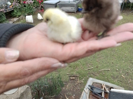 Fertile eggs