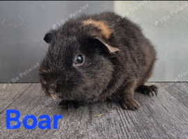 Beautiful Baby guinea pigs for sale