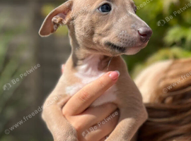 Whippet x Italian Greyhound