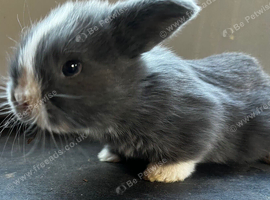 PureBred MiniLop Bunnies in London