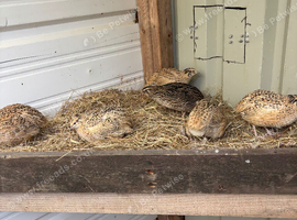 Coturnix quail mainly females