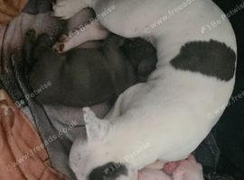 Miniature French bulldogs