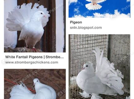 Fantails rollers