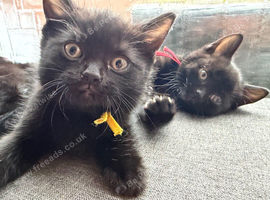3 kittens looking for a loving new home