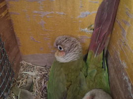 Bonded prov pair conures