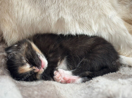 Half Siamese little girl