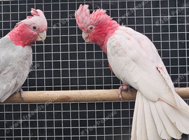 Lutino galah pair