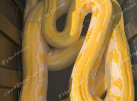 Reticulated pythons