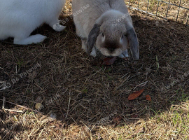Rabbits for sale