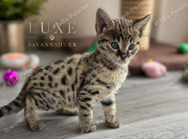 Rare Kiwanga Pedigree F2 & F3 Savannah Kittens