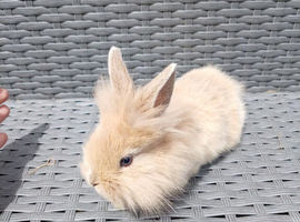 Mini Lop cross Lionheads super friendly!