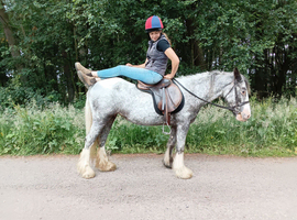 Stunning appaloosa