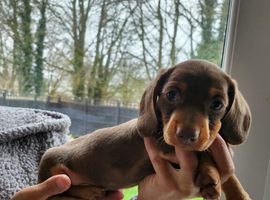 8 week old male dachshund