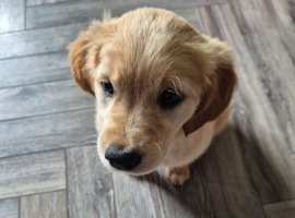 Golden retriever