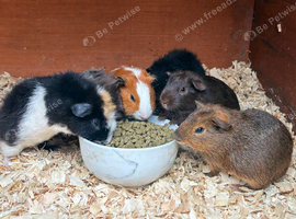 Gorgeous guinea pigs