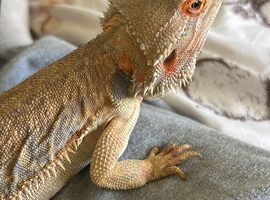 2 young bearded dragons for sale