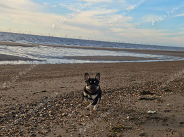 Beautiful girl frenchie bambi