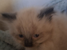 Beautiful Ragdoll x persain kittens need a five star home