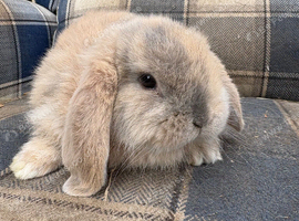 2 Gorgeous Female French Lop Babies