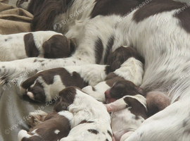 Outstanding litter of KC reg ESS