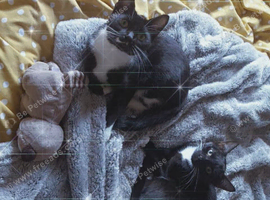 2 female cats