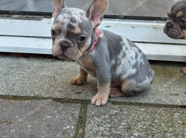 Mobile microchipping service