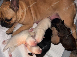 6 beautiful Frug Puppies